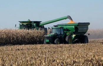 Harvesting corn