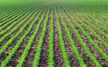 Rows of crops.